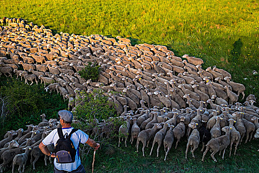 羊群,穿过,迁徙,道路,地点,省,索里亚,西班牙