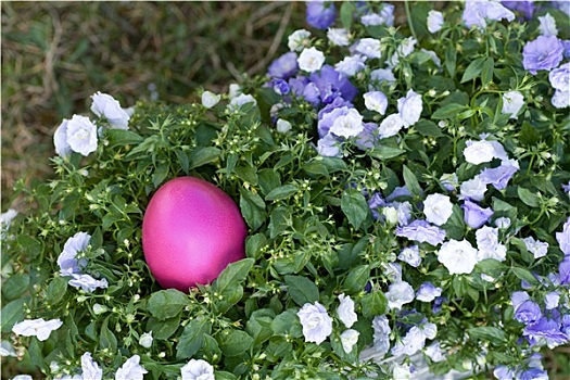 粉色,复活节彩蛋