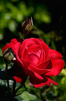 红玫瑰,粉色,花,科西嘉岛,法国,欧洲