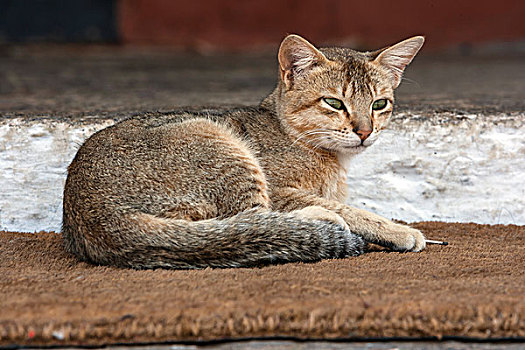 不丹,家猫,宗派寺院