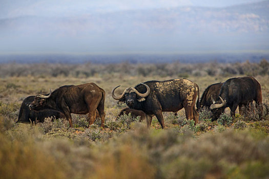牧群,水牛,非洲水牛,放牧,萨瑟兰,北开普,南非