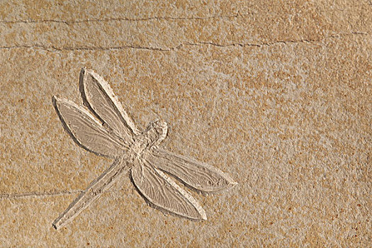 蜻蜓,化石,平滑,块,石头,德国