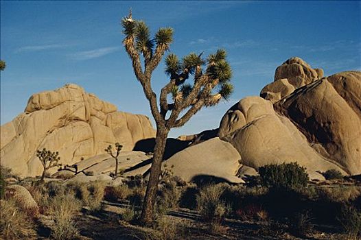 约书亚树,短叶丝兰,石头,国家纪念建筑,莫哈维沙漠,加利福尼亚