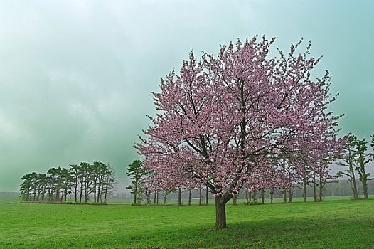 樱花