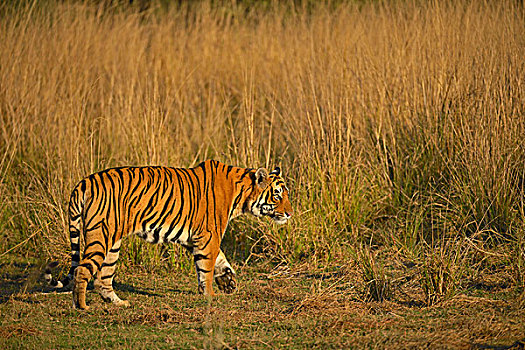 孟加拉,印度虎,虎,栖息地,拉贾斯坦邦,国家公园,印度,亚洲