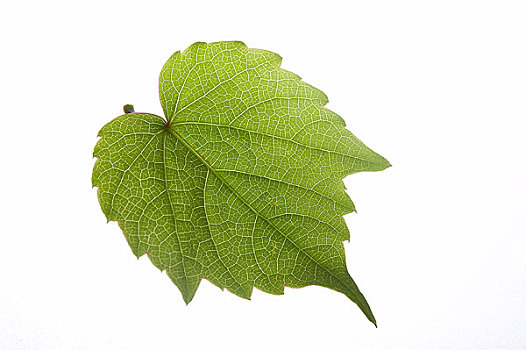 绿色地球和青年男人漂亮,兰花,木质,容器,上方,白色背景白色背景白底