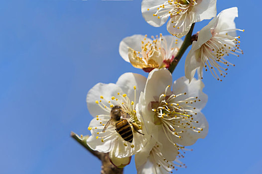 初春梅园梅花盛开