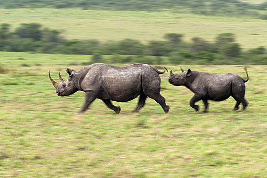 黑犀牛,女性,幼兽,跑,灌木丛,塞伦盖蒂,裂谷省,肯尼亚,非洲