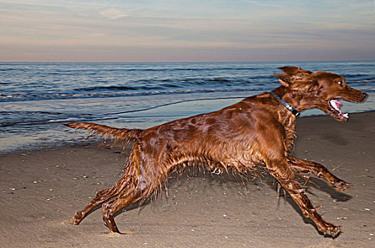 湿,狗,海滩