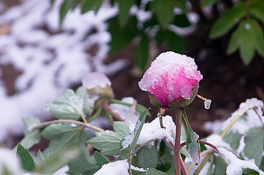 雪中牡丹