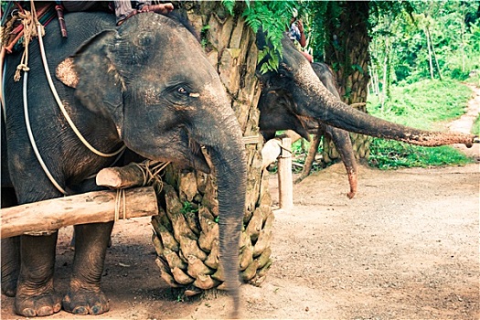 大象,泰国
