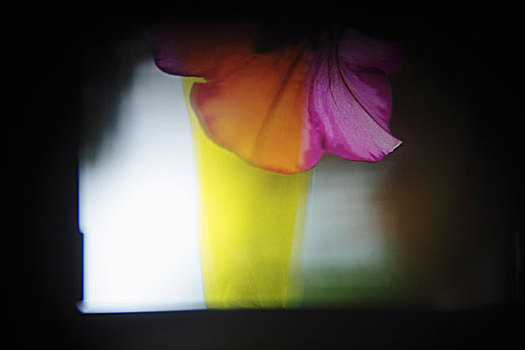 抽象,照相,三色堇,花瓣