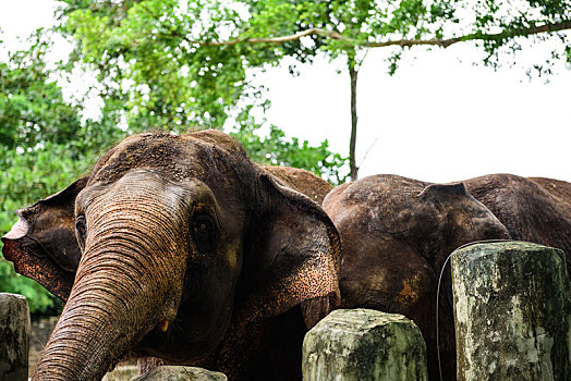 野生动物园里的印度大象的眼睛