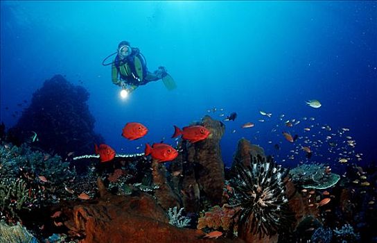 潜水者,发现,月尾鱼,大眼鲷,宝石大眼鲷,珊瑚礁,科莫多国家公园,印度尼西亚,印度洋