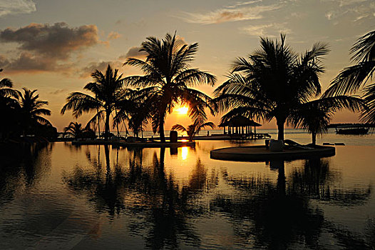 日落,上方,海洋,棕榈树,马尔代夫,印度洋