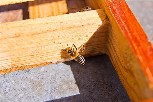 一个,蜜蜂,蜂巢