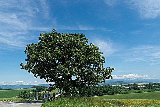 日本北海道美瑛