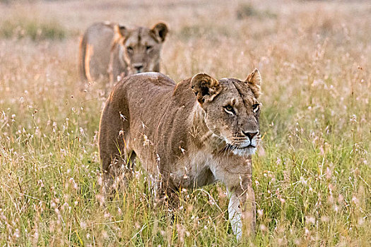 两个,雌狮,狮子,走,马赛马拉,肯尼亚,非洲
