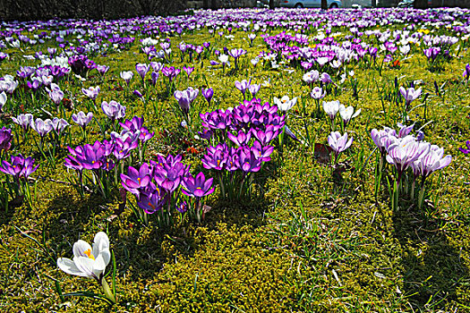 春天,藏红花,巨大,荷兰番红花,番红花属,杂交品种,紫色,白色,花,草地