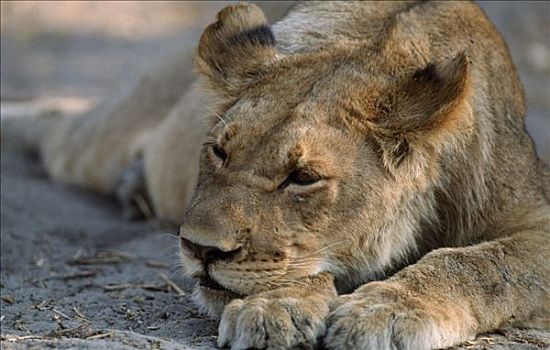 狮子,睡觉,乔贝国家公园,博茨瓦纳