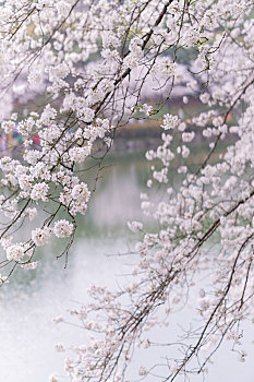 湖南省森林植物园樱花盛开的季节