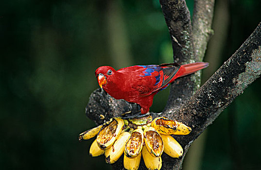 红色,一种羽毛美丽的鹦鹉,站立,枝条,束,香蕉,本土动植物,围绕,岛屿,印度尼西亚