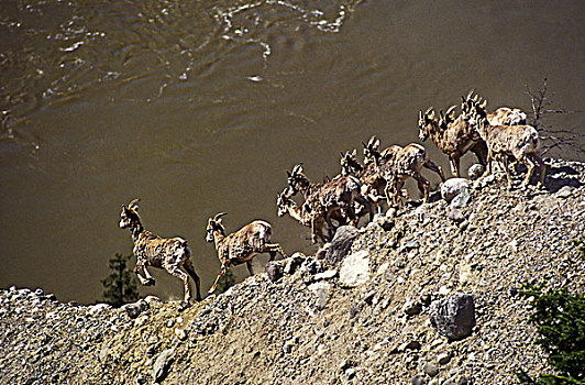 加利福尼亚,大角羊,高处,弗雷泽河,区域,不列颠哥伦比亚省,加拿大