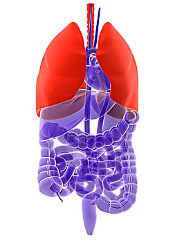 人体器官,突显,肺