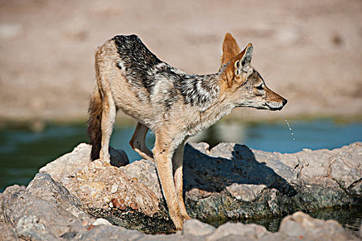 黑背狐狼,黑背豺,水坑,卡拉哈迪大羚羊国家公园,北开普,南非,非洲
