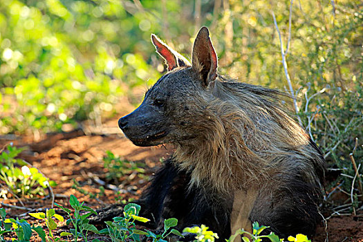 褐色,鬣狗,成年,禁猎区,卡拉哈里沙漠,北角,南非,非洲