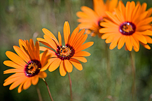 花,国家,植物园,靠近,开普敦,南非
