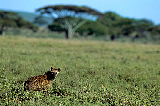 坦桑尼亚,塞伦盖蒂,斑点,鬣狗
