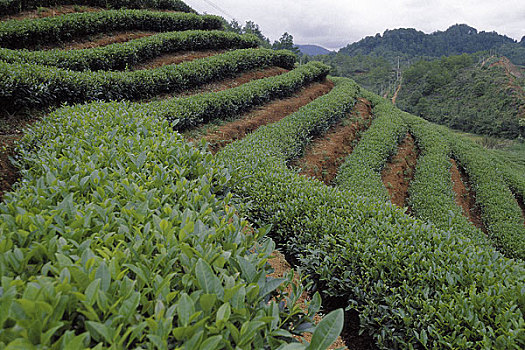 福建武夷山茶山