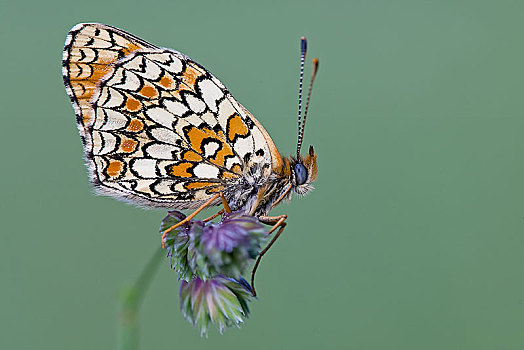 黑矢车菊,豹纹蝶,中间,生物保护区,萨克森安哈尔特,德国,欧洲