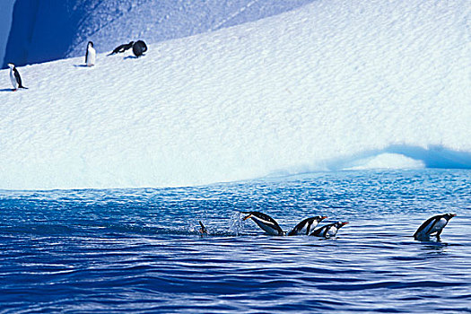 南极,岛屿,巴布亚企鹅,鼠海豚,过去,冰山,漂浮