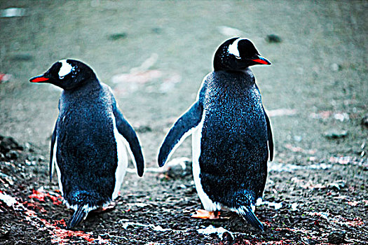 两只南极企鹅