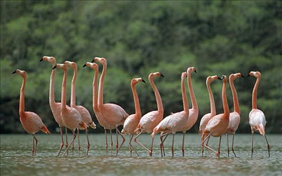 大红鹳,火烈鸟,同步,求爱舞,岛屿,加拉帕戈斯群岛,厄瓜多尔
