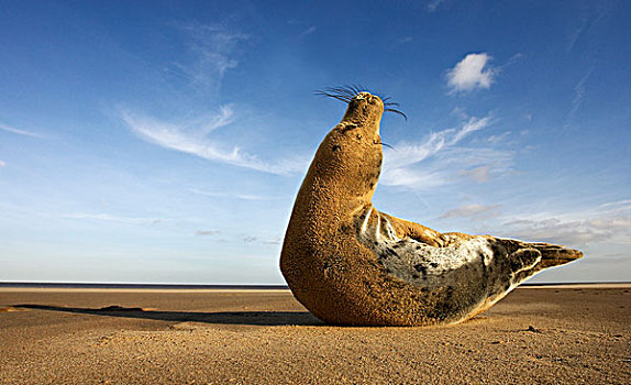 灰海豹,海滩,林肯郡,英国