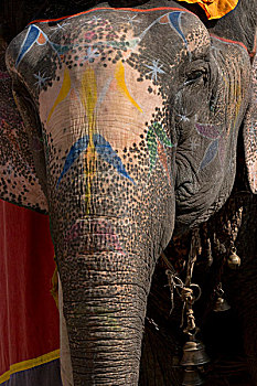 大象,琥珀堡,斋浦尔,拉贾斯坦邦,印度