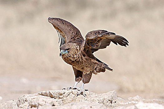 短尾鹰,幼小,伸展,翼,站立,石头,卡拉哈里沙漠,南非,非洲