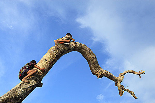 孩子,攀登,树,孟加拉,九月,2007年