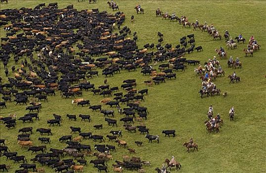 家牛,牛仔,庄园,牛,圈拢,安迪斯山脉,厄瓜多尔,南美