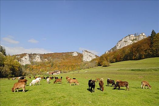 牲畜,牧群,多瑙河,山谷,巴登符腾堡,德国,欧洲