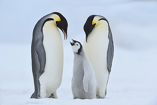 帝企鹅,雪丘岛,南极