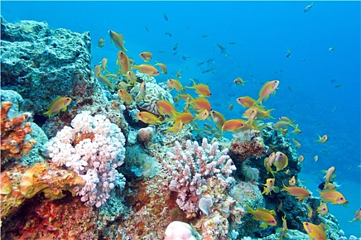 珊瑚礁,鱼群,鱼,水下