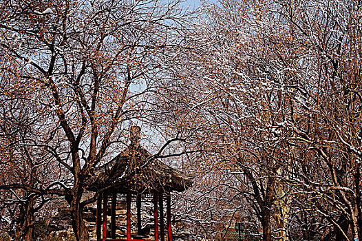 地坛公园雪景