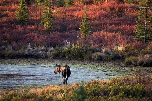 驼鹿,德纳利国家公园和自然保护区,阿拉斯加,美国,北美