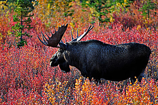 驼鹿,秋色,蓝莓,灌木丛,德纳里峰国家公园,阿拉斯加