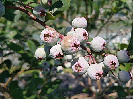 蓝莓园,蓝莓上市