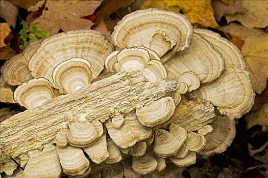 菌类,阿尔冈金省立公园,安大略省,加拿大